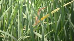 Image of Least Bittern