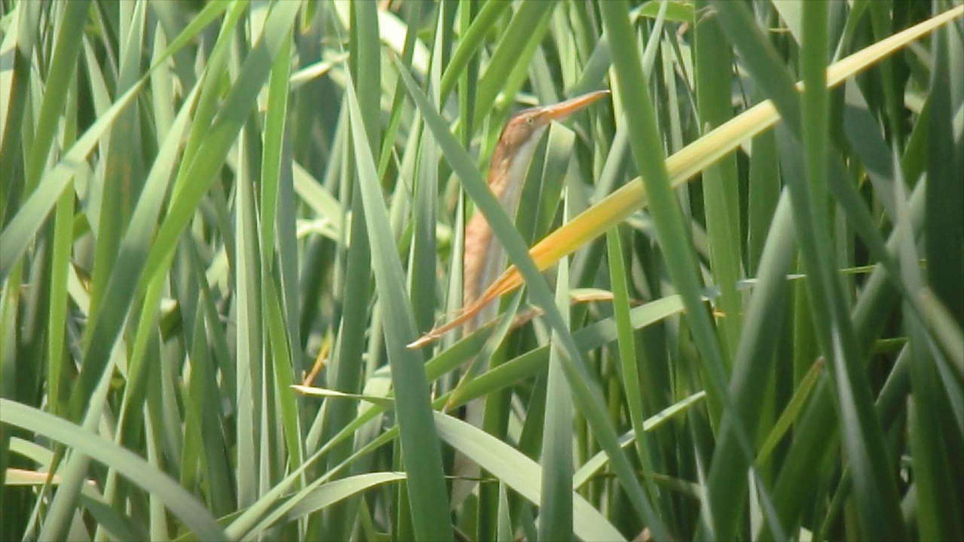 Image of Least Bittern