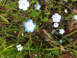 Imagem de Nemophila menziesii Hook. & Arnott