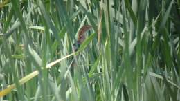 Image of Least Bittern