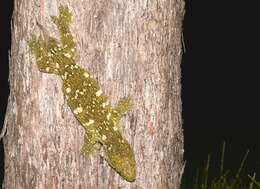 Image of New Caledonia Giant Gecko