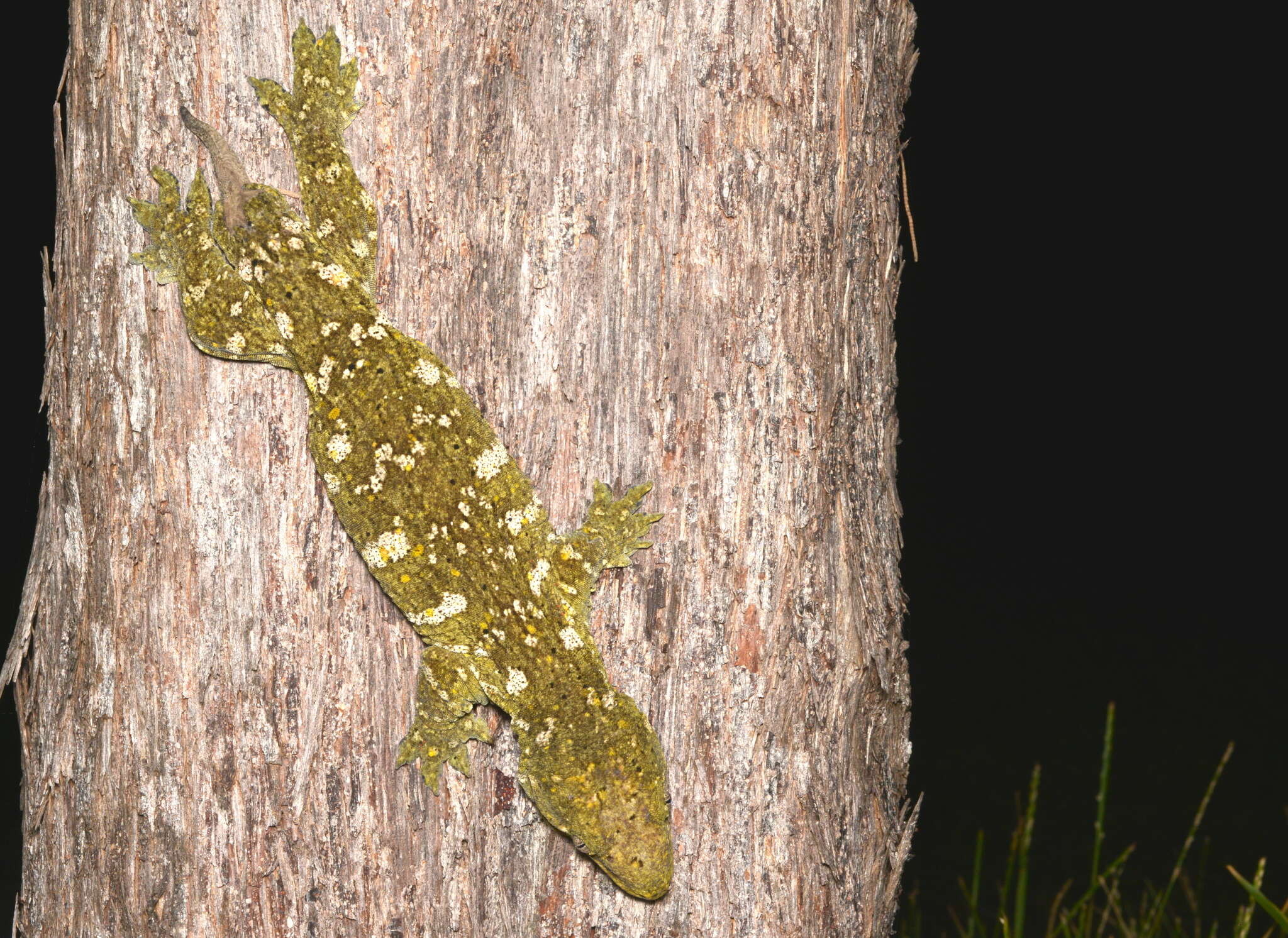 Image of New Caledonia Giant Gecko