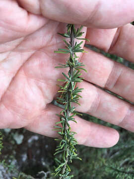 Image of false rosemary