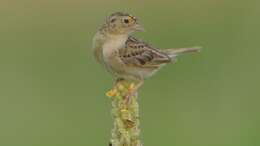 Image of Grasshopper Sparrow