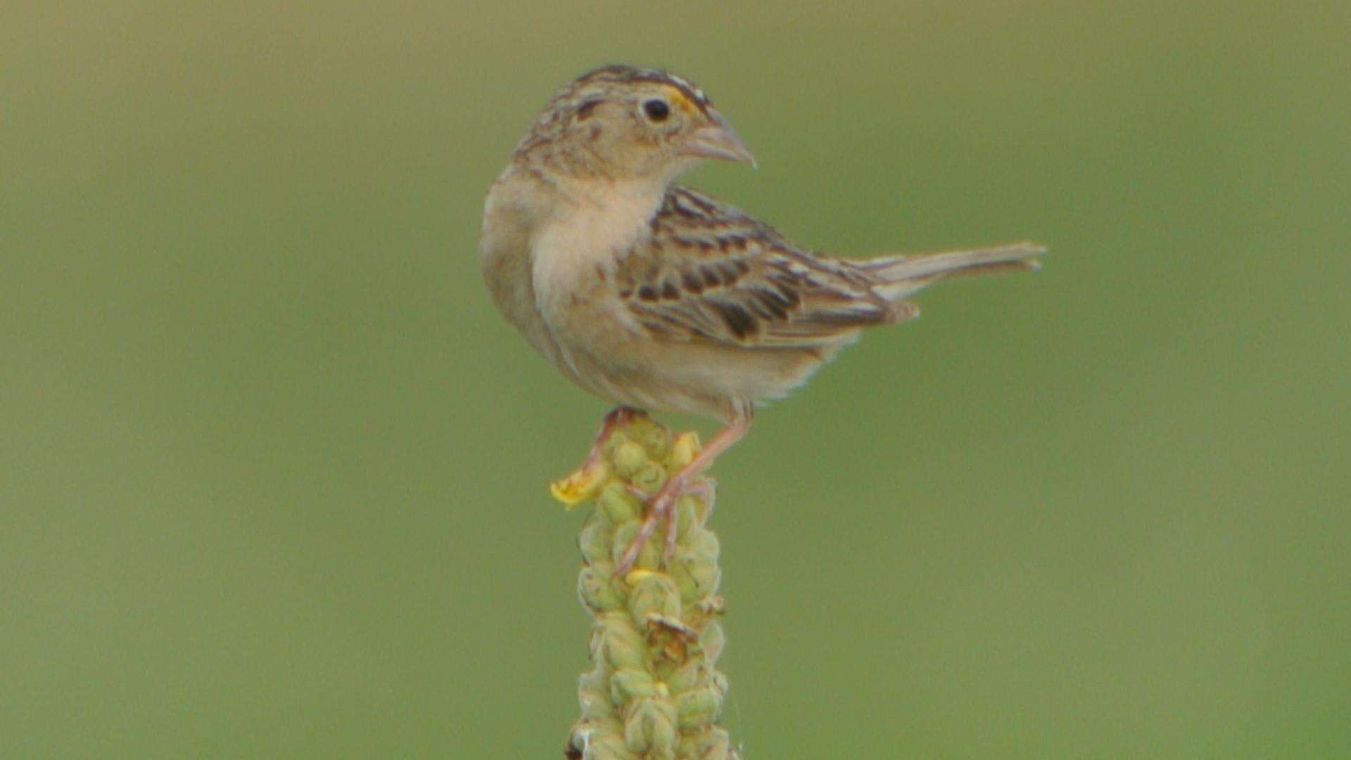 Image of Grasshopper Sparrow