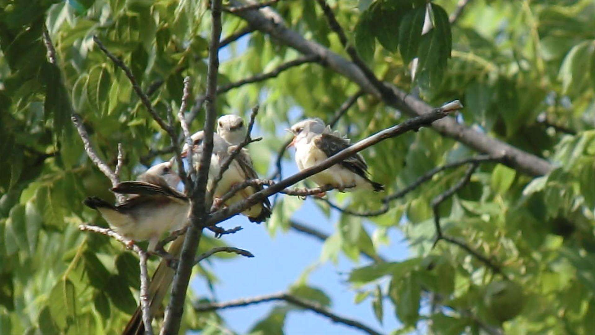 Image of Scissor-tailed Flycatcher