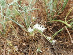 Image of Myers' pincushionplant