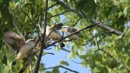 Image of Scissor-tailed Flycatcher