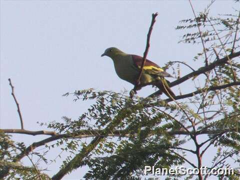 Image of Ashy-headed Green Pigeon