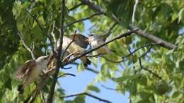 Image of Scissor-tailed Flycatcher