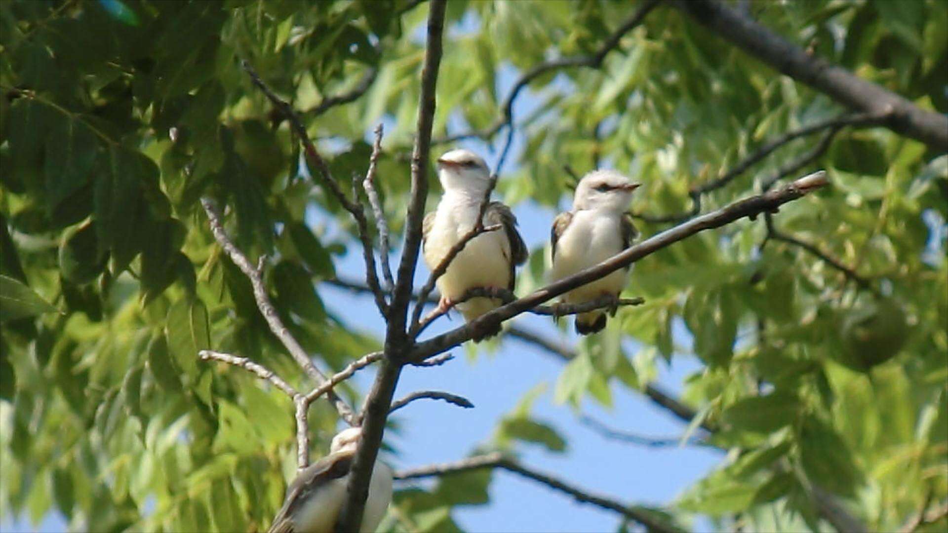 Image of Scissor-tailed Flycatcher