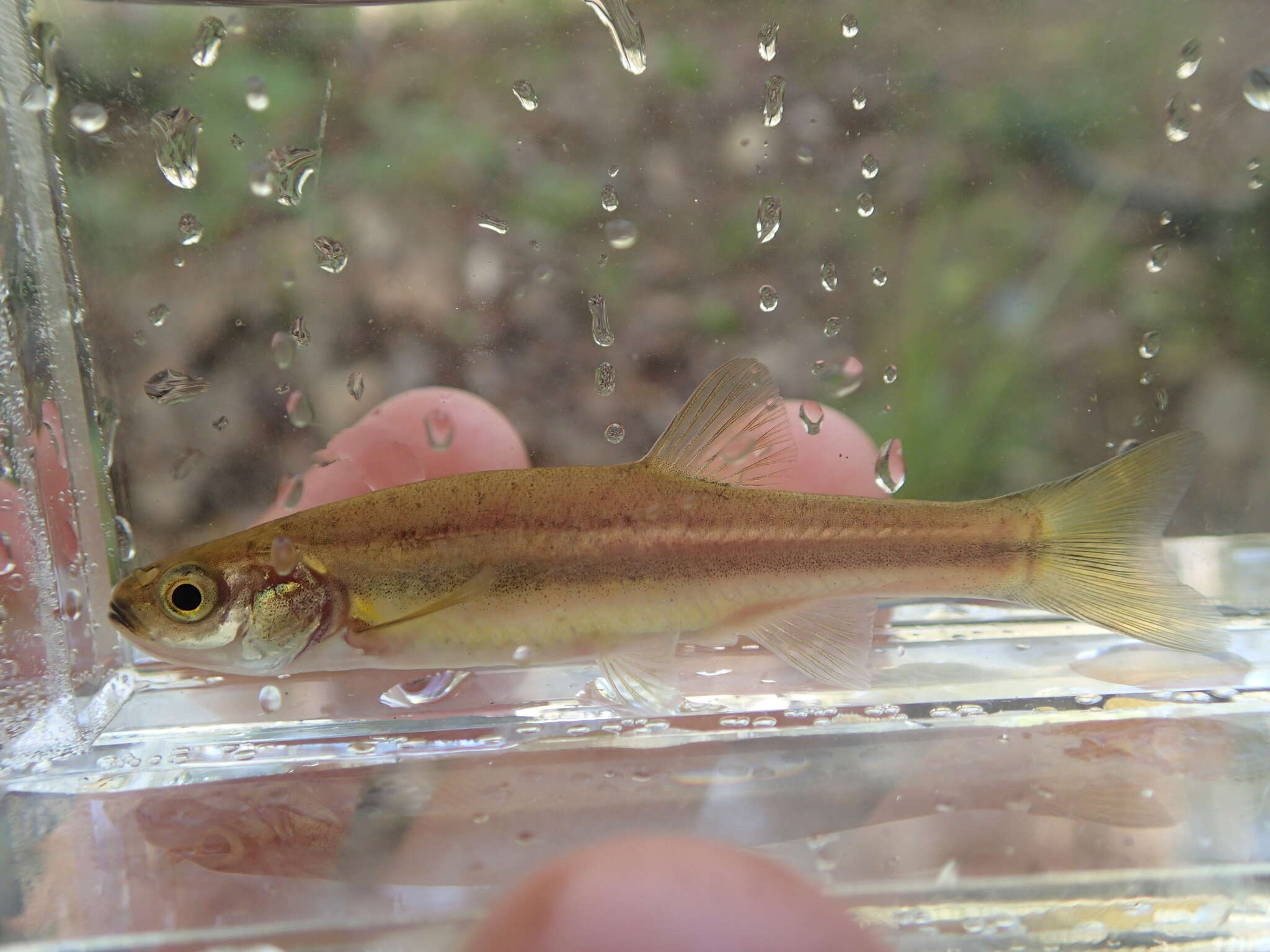 Image of Northern Redbelly Dace