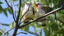 Image of Scissor-tailed Flycatcher