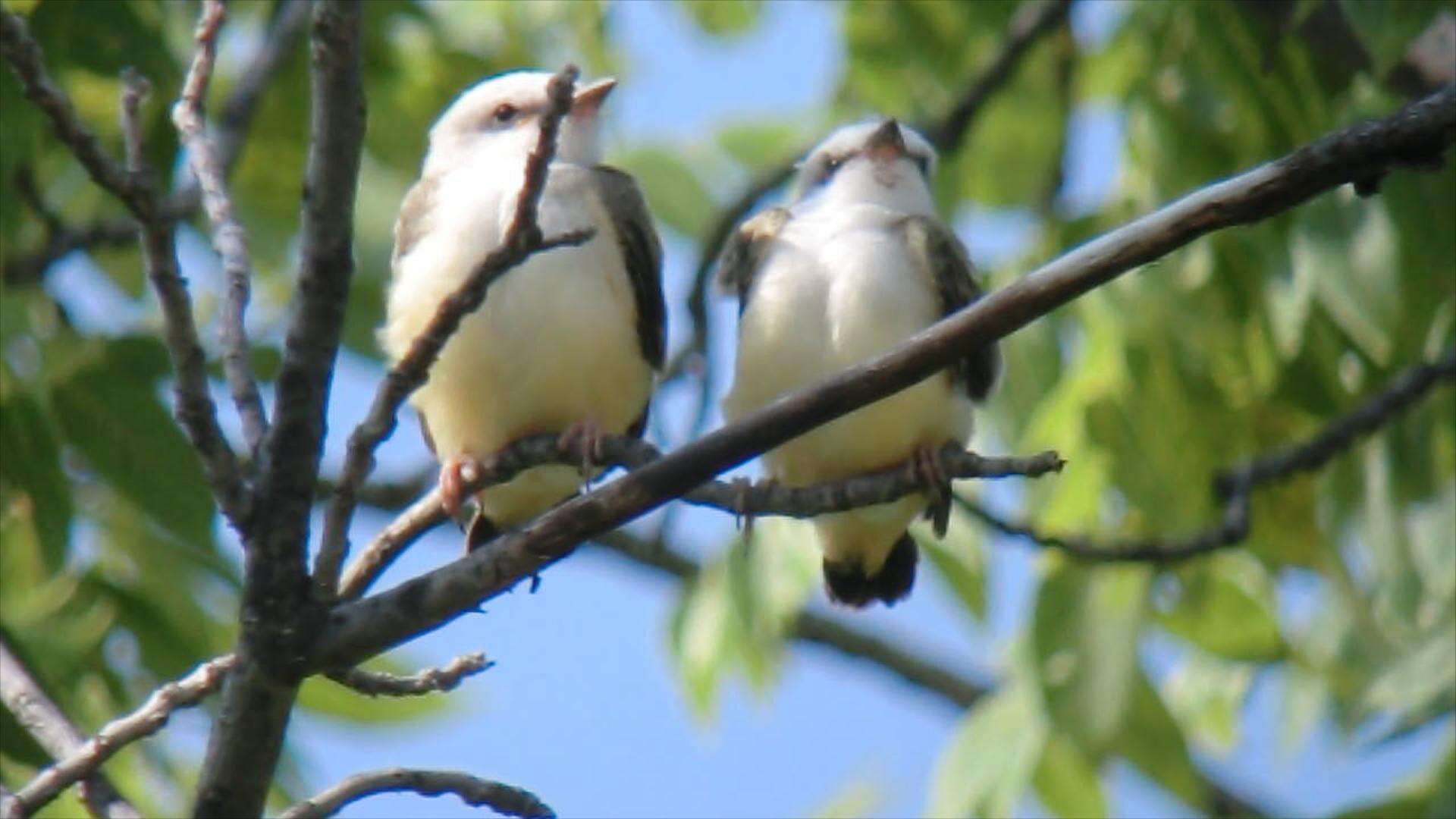 Слика од Tyrannus forficatus (Gmelin & JF 1789)