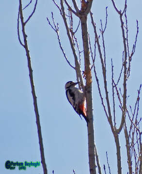 Image of Syrian Woodpecker