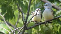 Image of Scissor-tailed Flycatcher