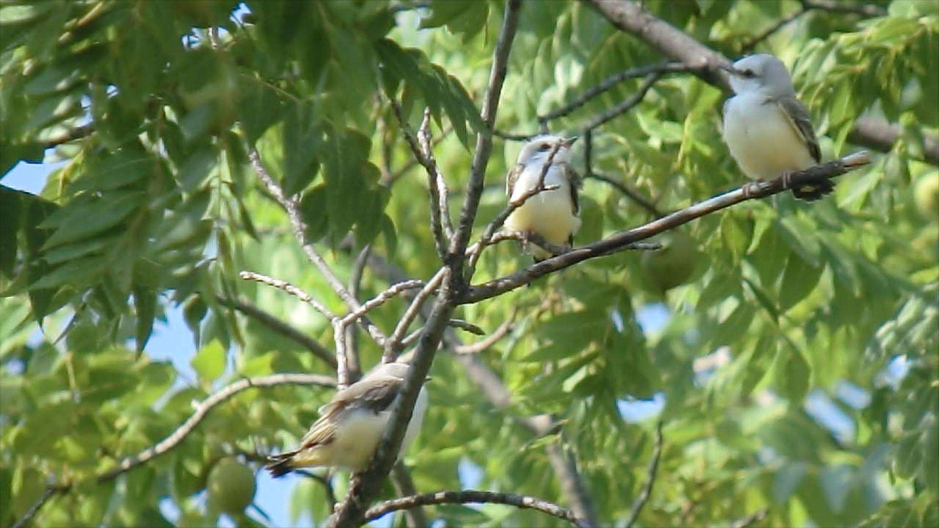 Image of Scissor-tailed Flycatcher