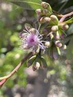 Слика од Eucalyptus albopurpurea (Boomsma) D. Nicolle