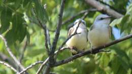 Image of Scissor-tailed Flycatcher