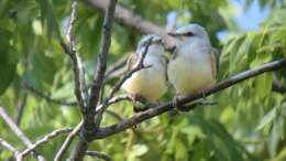 Image of Scissor-tailed Flycatcher