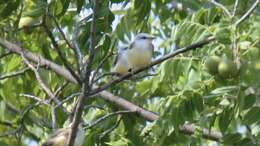 Image of Scissor-tailed Flycatcher