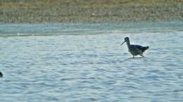 Image of Greater Yellowlegs