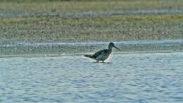 Image of Greater Yellowlegs