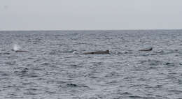 Image of giant beaked whale