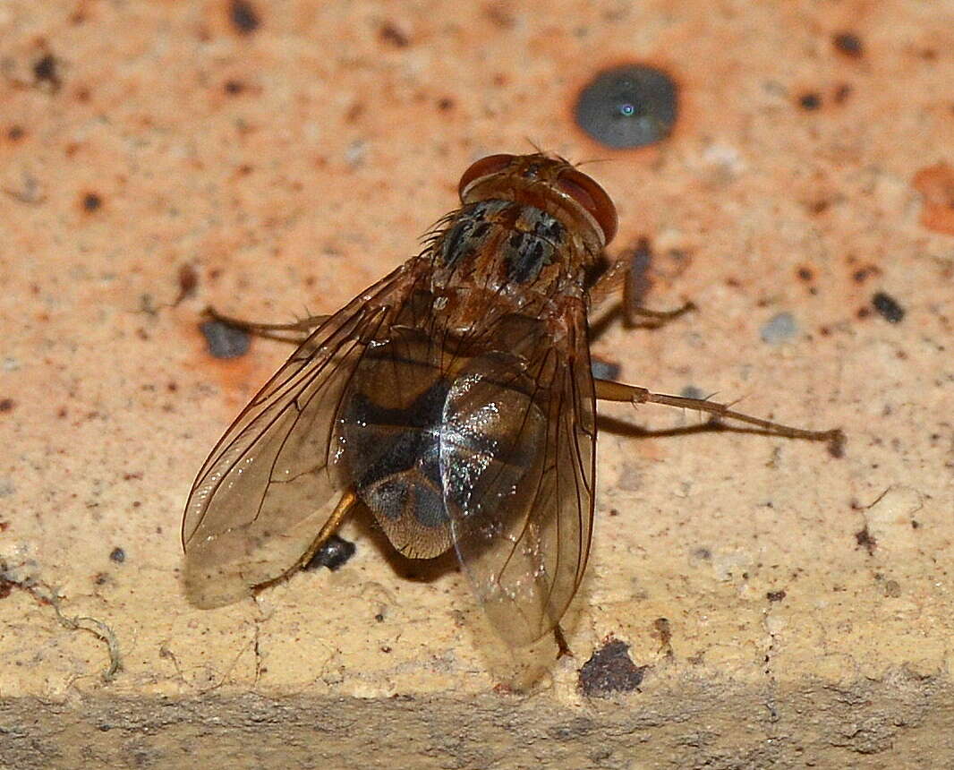 Cordylobia anthropophaga (Blanchard & Berenger-Feraud 1872) resmi