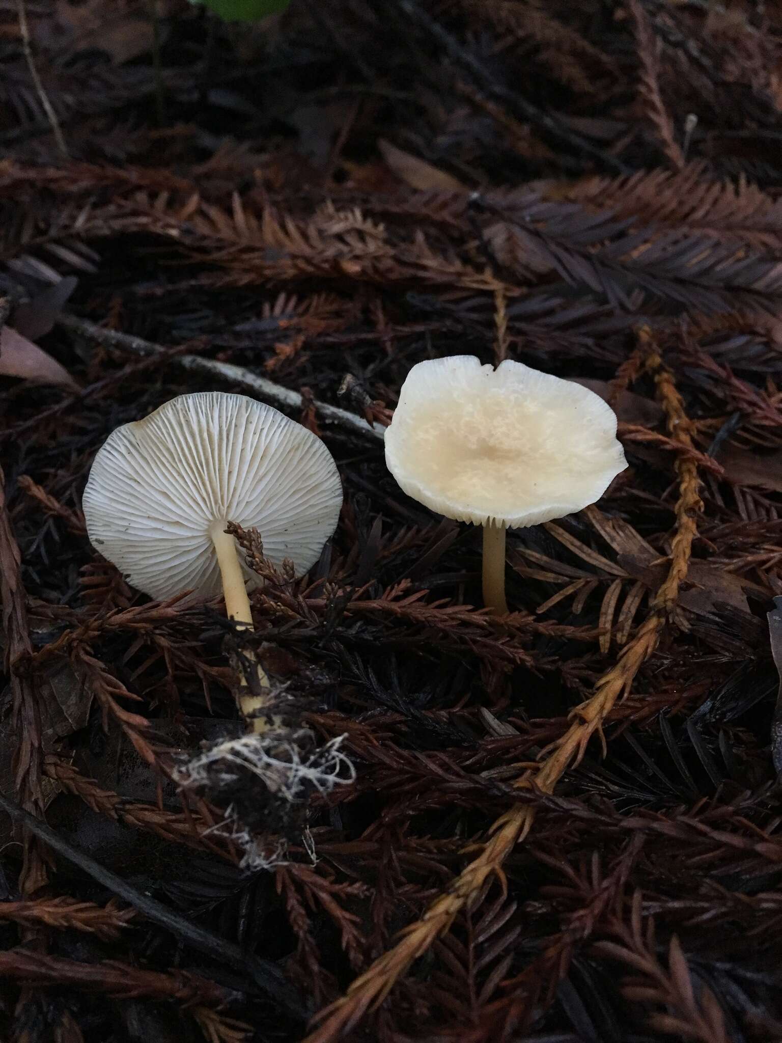 Imagem de Gymnopus dryophilus (Bull.) Murrill 1916