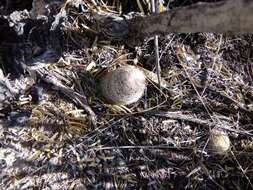 Image of Echinocereus pectinatus subsp. rutowiorum