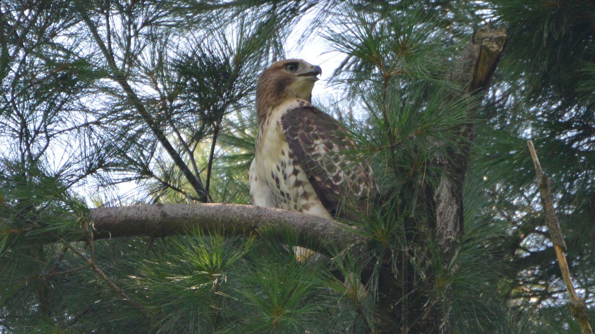 Image of Red-tailed Hawk