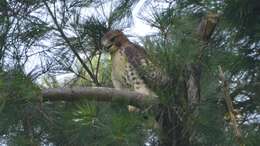 Image of Red-tailed Hawk