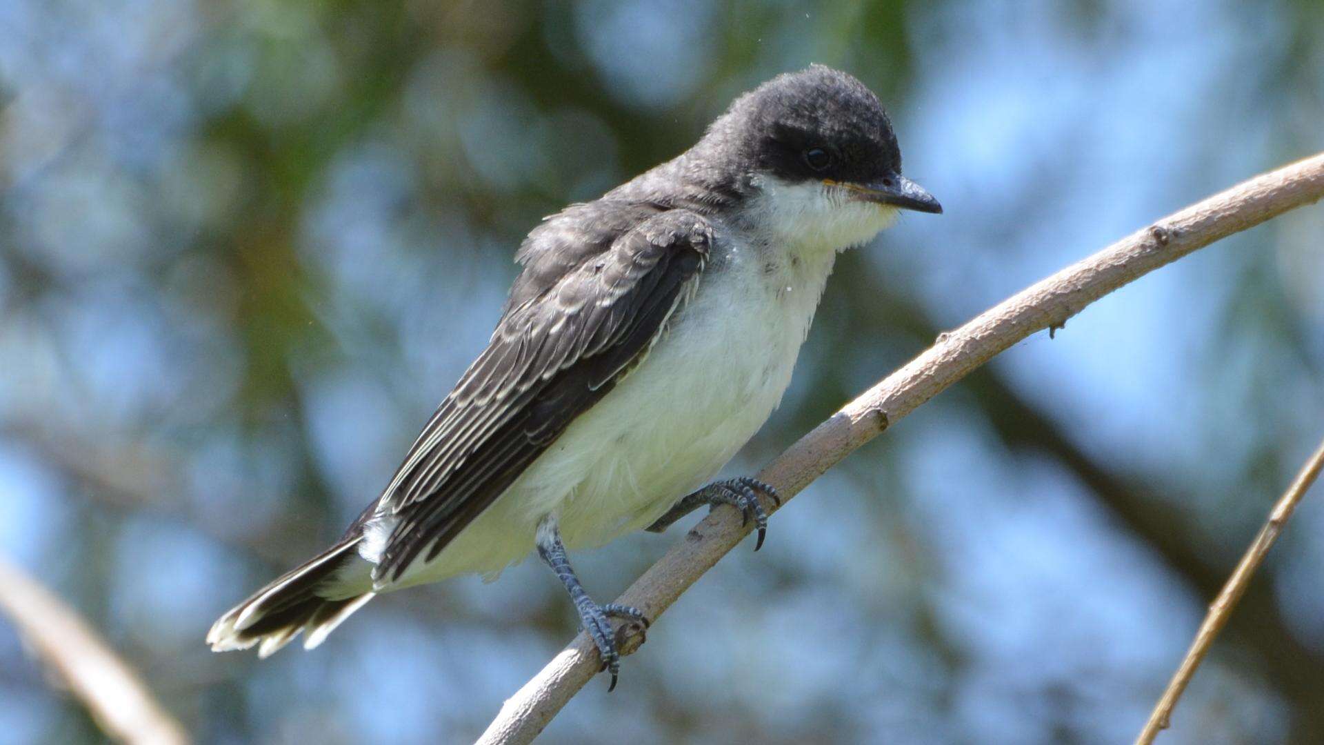 Image of Eastern Kingbird