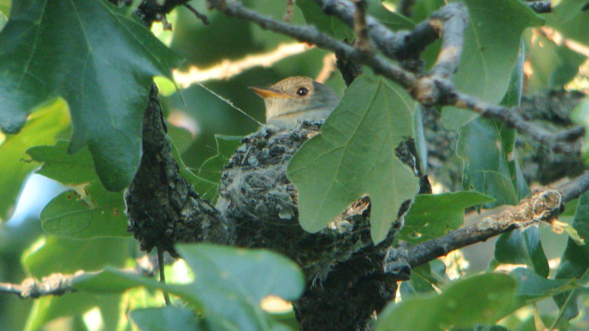 Image of Eastern Wood Pewee