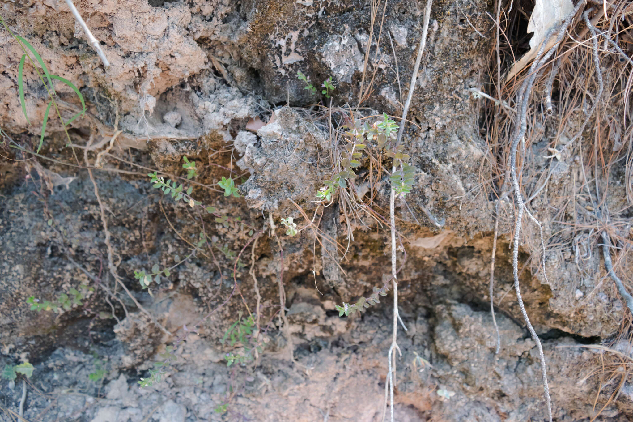 Image of Rhinotropis parryi (A. W. Benn.) J. R. Abbott