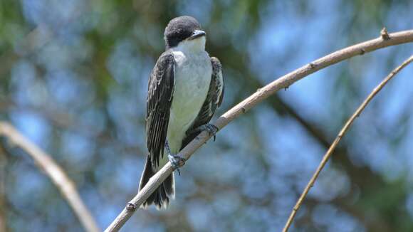 Image of Eastern Kingbird