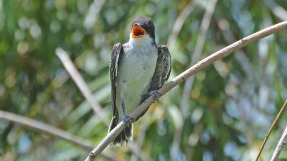 Image of Eastern Kingbird