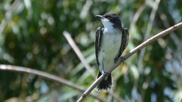 Image of Eastern Kingbird