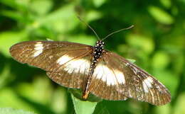 Image de Acraea esebria Hewitson 1861