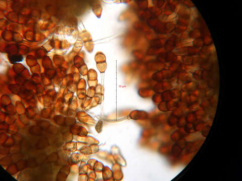 صورة Puccinia tanaceti DC. 1805