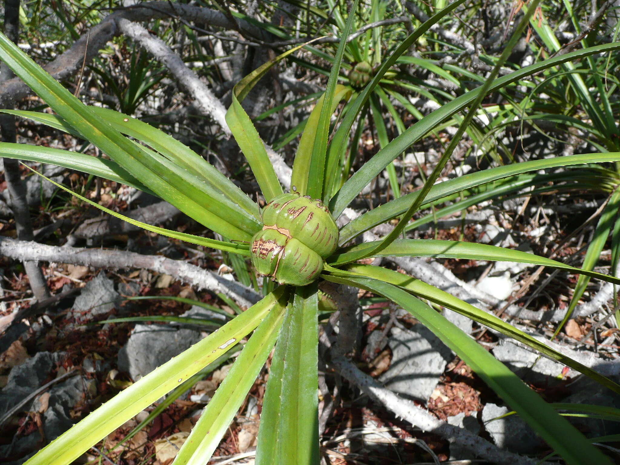 Imagem de Pandanus biceps B. C. Stone & Guillaumet