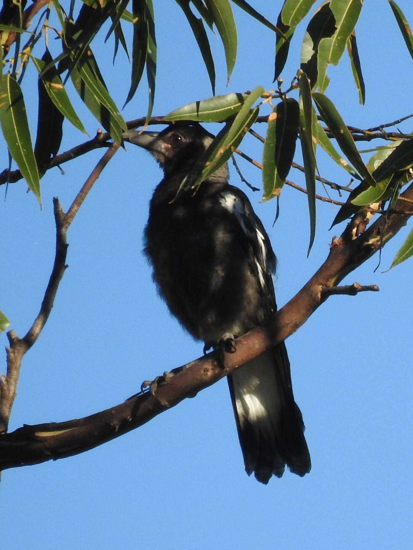 Imagem de Gymnorhina tibicen terraereginae (Mathews 1912)