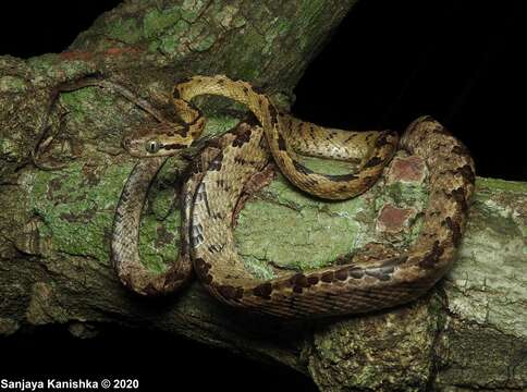 Image of Sri Lankan cat snake