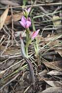 Image of Thelymitra hiemalis D. L. Jones & M. A. Clem.