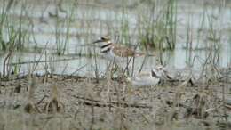 Image of Piping Plover