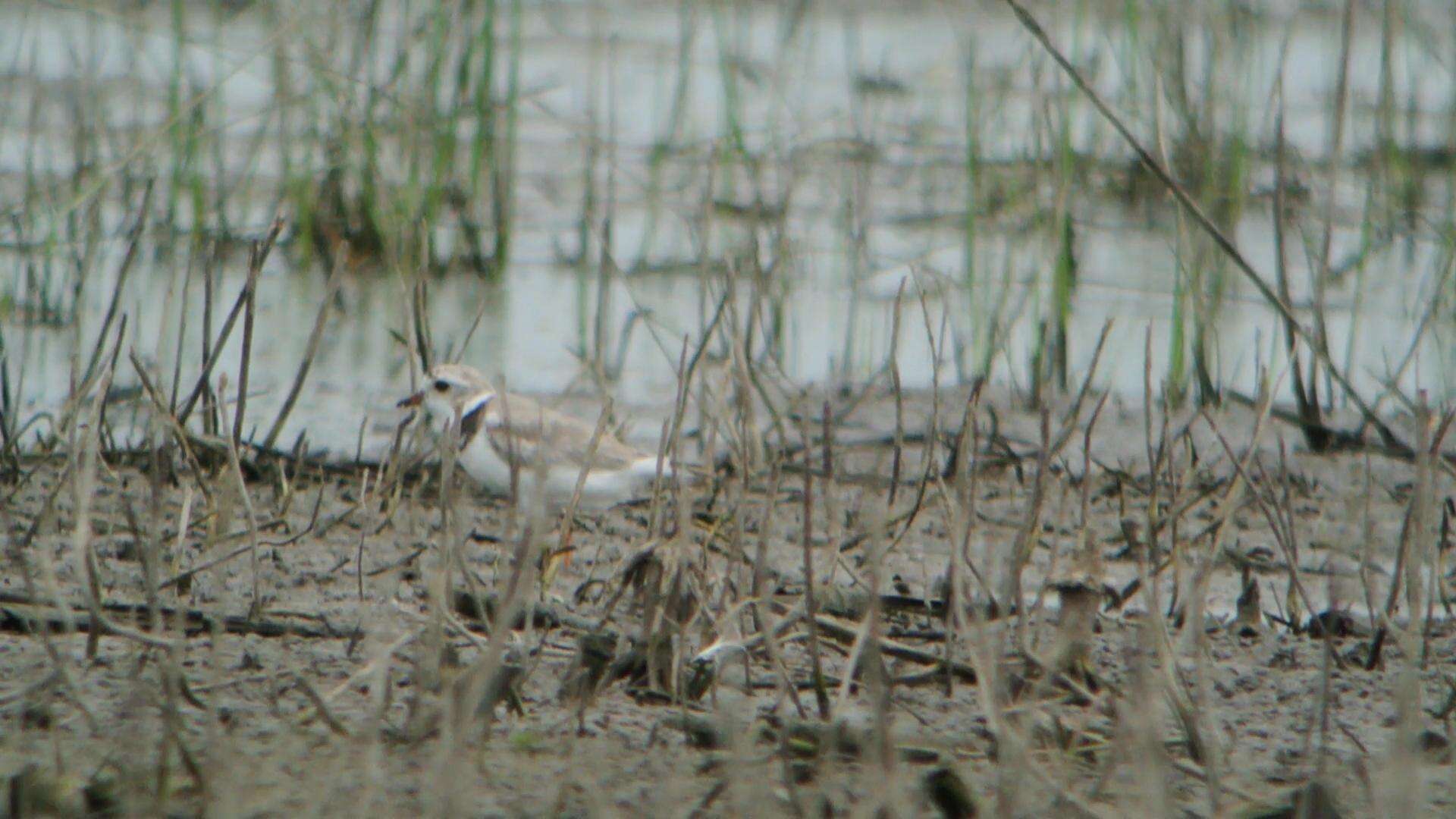 Image of Piping Plover