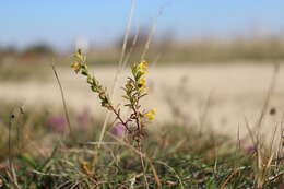 Imagem de Odontites luteus (L.) Clairv.