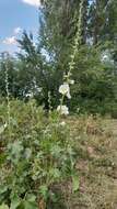 Image of Alcea nudiflora (Lindl.) Boiss.