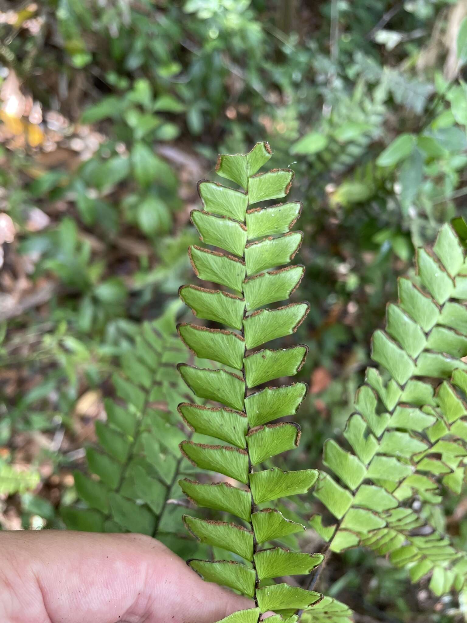 Adiantum villosum L.的圖片